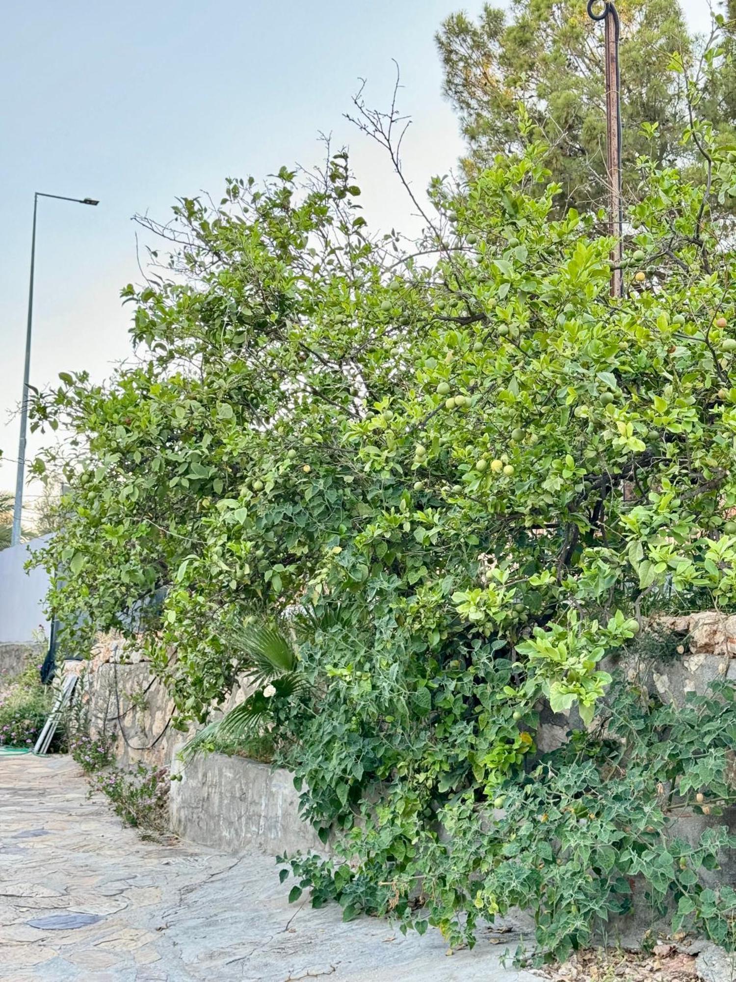 Rose Pension Patara Bagian luar foto