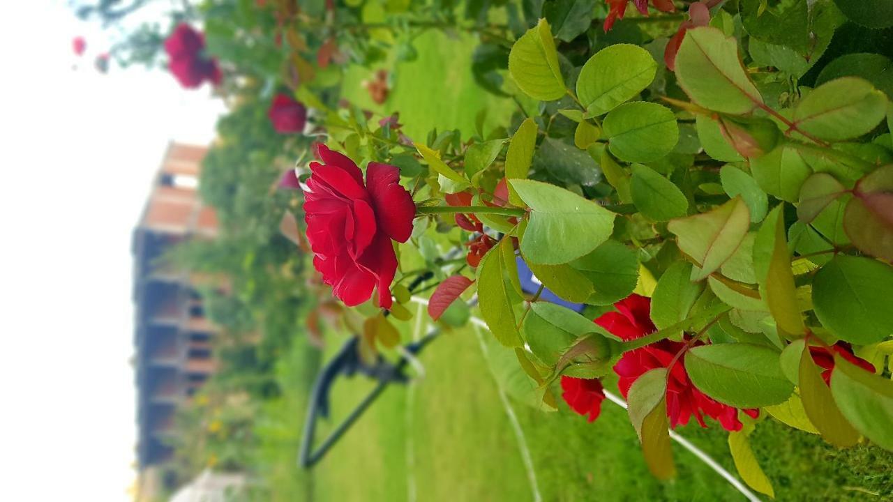 Rose Pension Patara Bagian luar foto